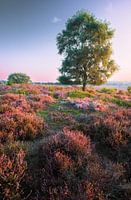 Veluwe golden hour