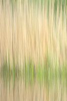 Vier Jahreszeiten: Frühling