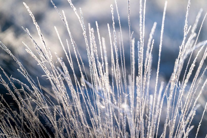 Cristaux de glace sur l'herbe Élégance gelée dans l'herbe détaillée par Femke Ketelaar