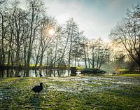 Moorhen in the park