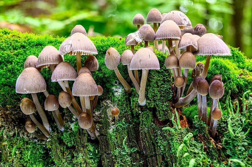 Horizontale Aufnahme von Pilzen auf der Oberfläche von bemoostem Holz von Andreas Völkel