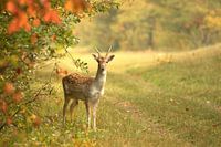 Hirsch im Naturschutzgebiet