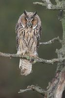 Waldohreule (Asio otus)