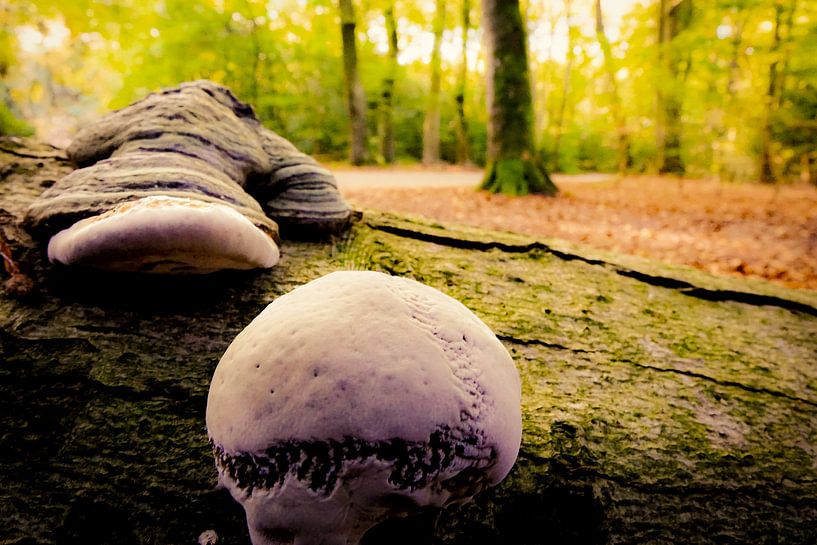 Op een mooie paddenstoel by Marjolein Boltjes