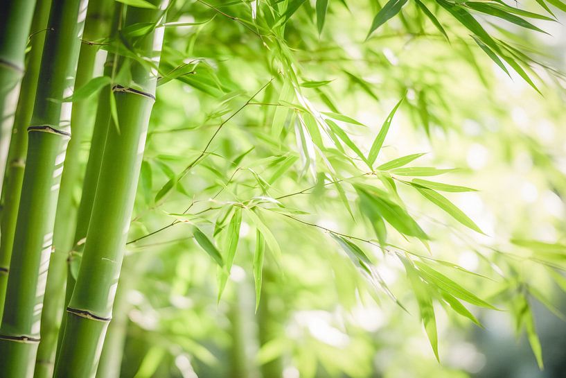 Bambus von Steffen Gierok