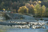 Herd of sheep in the autumn sun