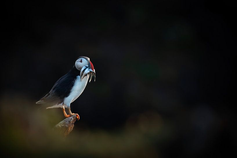 Angeln von Elles Rijsdijk
