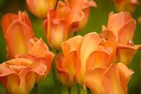 Oranje tulpen in het veld