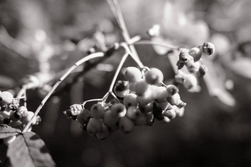 Beeren von Albert Hartwig
