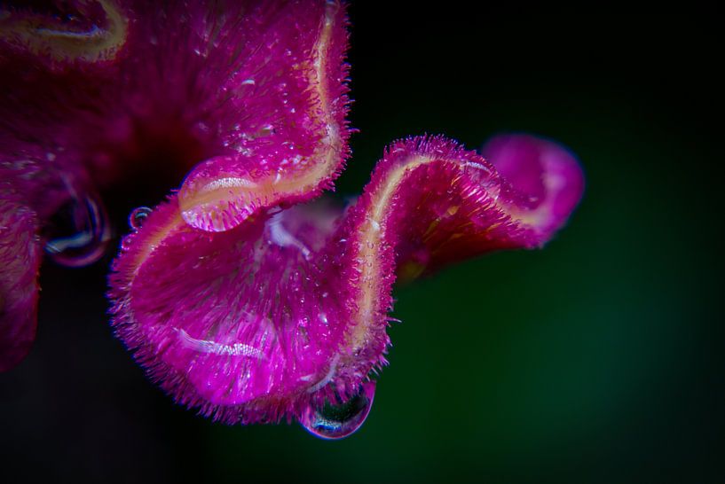 hanekam von iwan faber