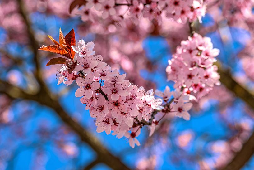 Délicates fleurs dans le ciel printanier par Photoart-Naegele