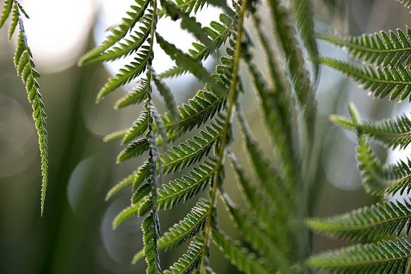 fern by Martina Weidner