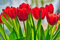 Bouquet de tulipes rouges fraîchement colorées en rangée