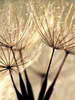 Pusteblume Vanillasky