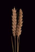 Fusion von 2 Weizenblumen mit schwarzem Hintergrund