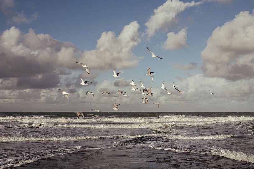 Mouettes au-dessus de la mer des Wadden sur Vlieland - tirage photo nature par Laurie Karine van Dam