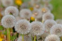 Verblühter Löwenzahn, Pusteblume