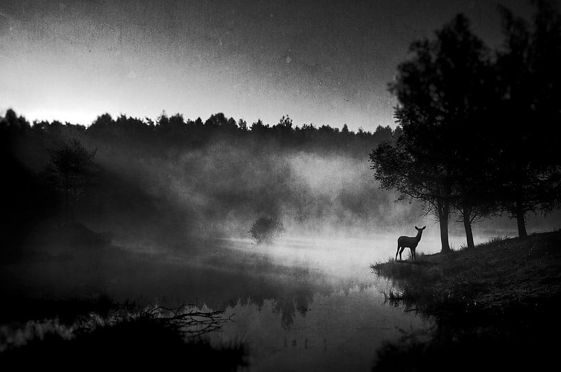 A l'aube..... par Wim Schuurmans