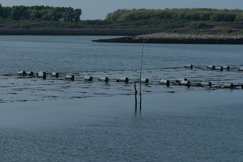 Oosterschelde seaweed farm by Mirjam Welleweerd