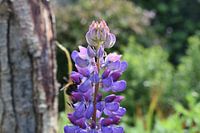Purpurlupine in voller Blüte