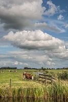 Hollands landschap met koeien in de wei en fraaie wolken