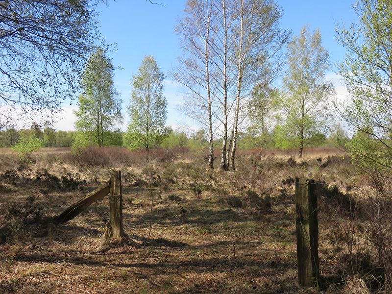 Zwillbrocker Venn par Clementine aan de Stegge
