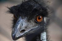 Emu up close