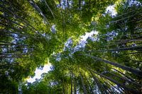Onder in het Bamboebos in Kyoto
