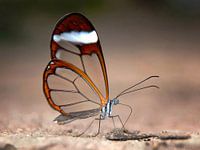 Glasvlinder