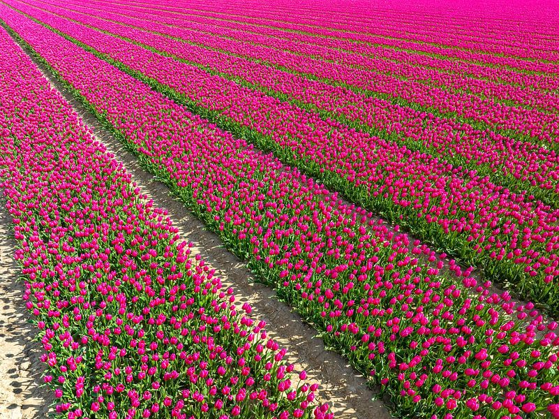 Tulpen in landwirtschaftlichen Feldern im Frühling von oben gesehen von Sjoerd van der Wal Fotografie