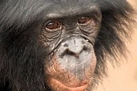 CHIMPANZEE IN THE WILD