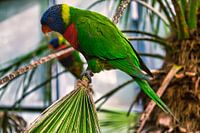 Lori of the Blue Mountains