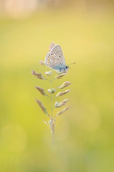 Ikarus blau von Moetwil en van Dijk - Fotografie
