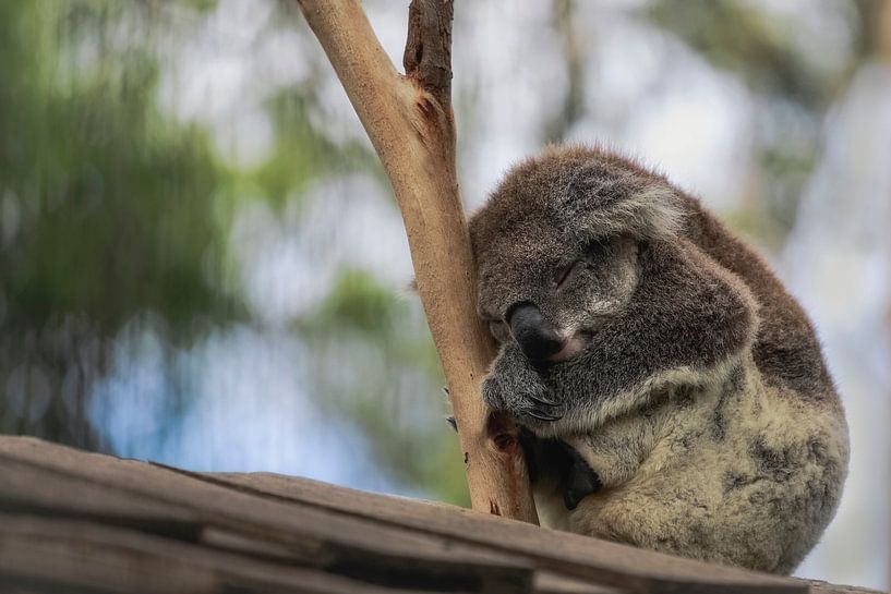 Le koala dormeur par Chantal CECCHETTI