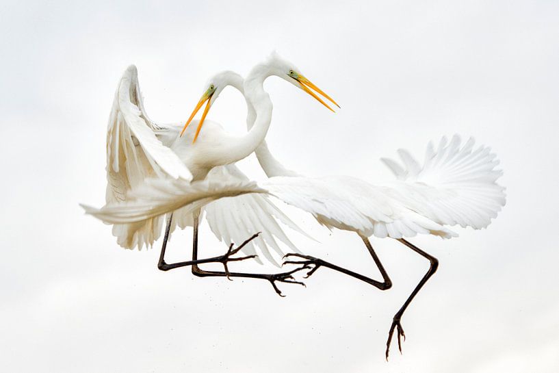 Kämpfende Silberreiher von AGAMI Photo Agency