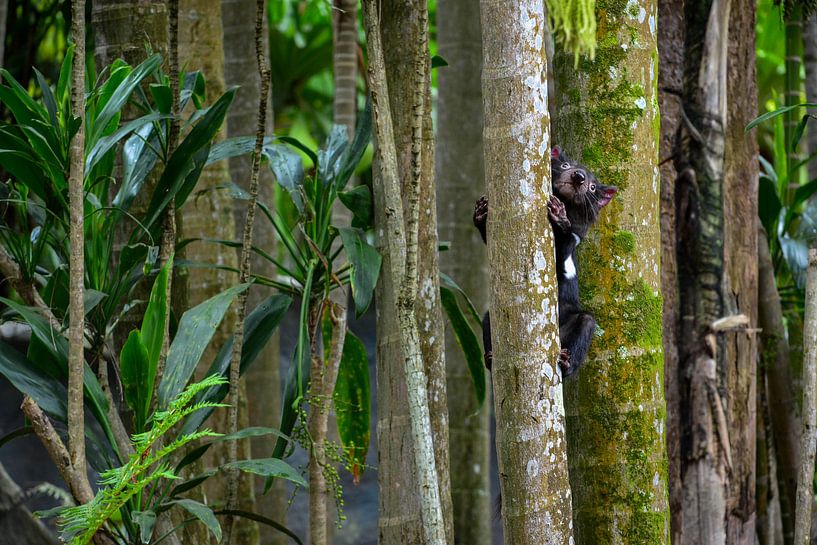 Tasmaans duiveltje par Victor Droogh