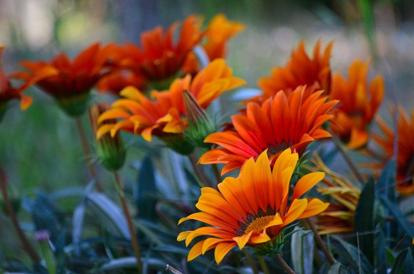 Jardin de fleurs de Gazania orange par Carolina Reina Photography