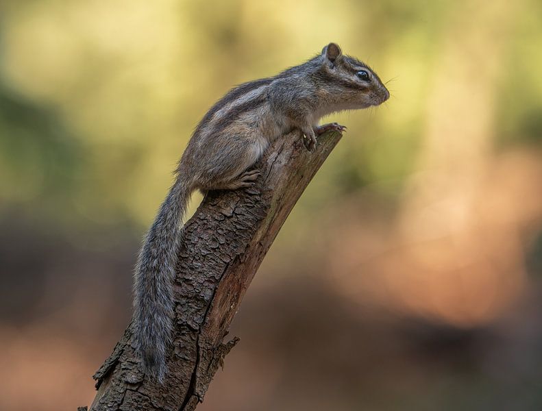 Siberian ground squirrel by Rianne Kugel