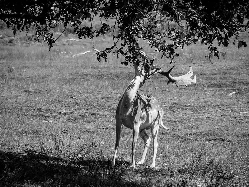 L'heure du déjeuner pour le daim par Martijn Tilroe