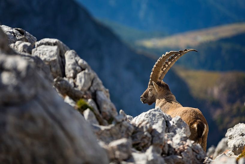 Steinbock  in den Alpen von Dieter Meyrl