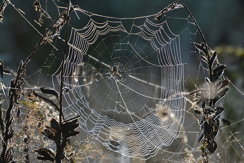 Spinnennetz mit Tautropfen von Theo van Woerden