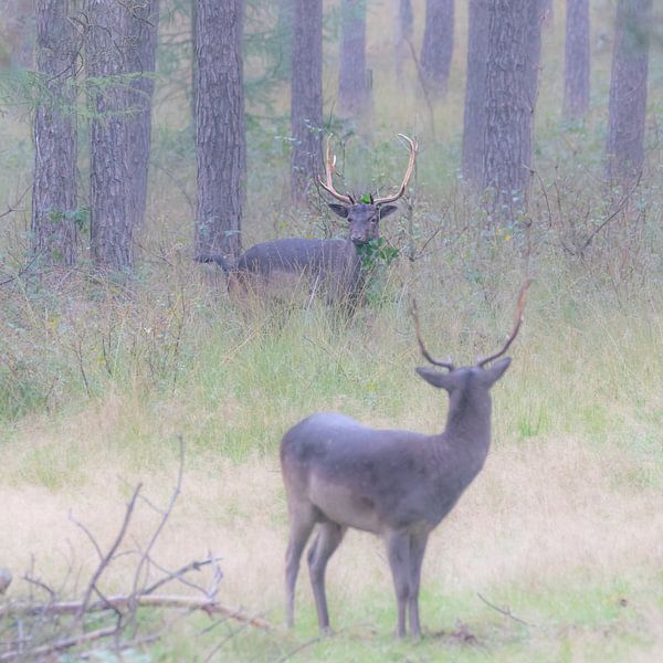La saison du rut des cerfs dans le Veluwe par Ad Huijben