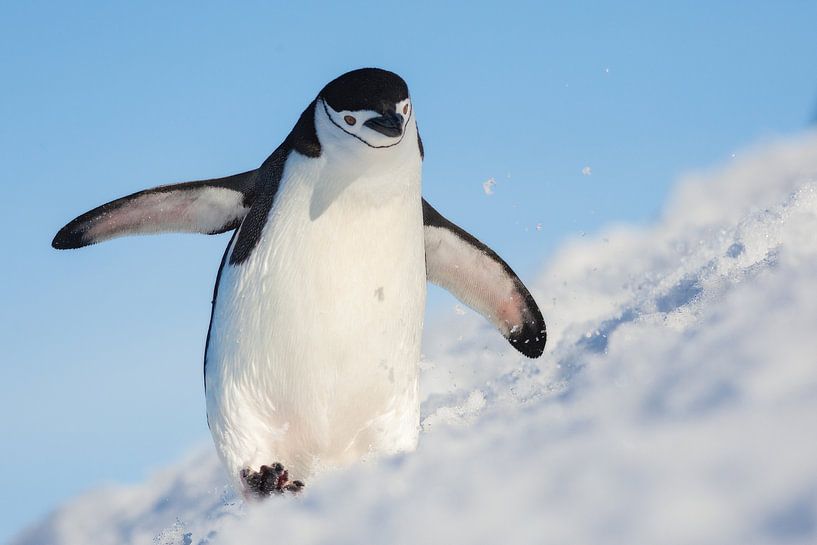 Den Hügel hinauflaufen von Hillebrand Breuker