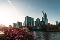 Frankfurt Stadsgezicht met kersenbloesems