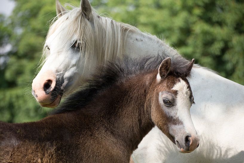 Lovely Horses, Beautiful Equine Photo, Sweet Horse Print by Martijn Schrijver
