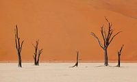 Wüste Namibia