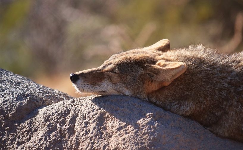 Schlafmütze von Tashina van Zwam