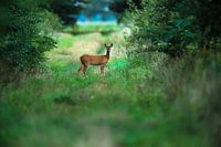 Ree in de Vroege morgen.