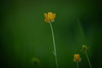 The Buttercup in its power