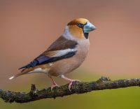 Grosbec casse-noyaux